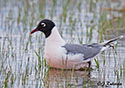 Larus pipixcan